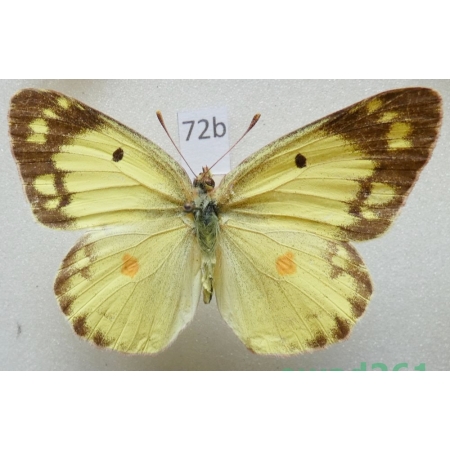 Colias erate (Esper, 1805) female Uzbekistan72b